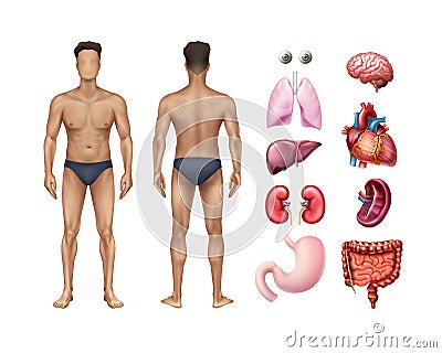 Vector illustration of male body template front and back with human internal organs detailed icons set on background Vector Illustration