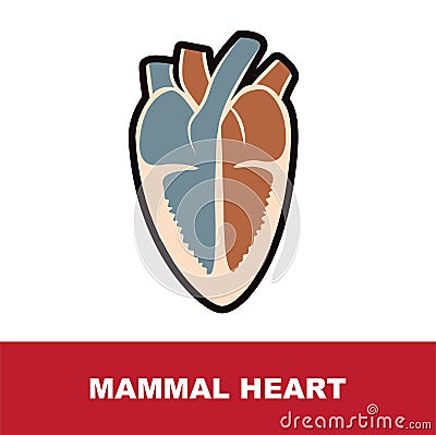 Vector illustration of mammal schematic heart anatomy Vector Illustration