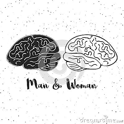 Vector illustration of man and woman brains. These are iconic representations of gender psychology, creativity, ideas. Vector Illustration