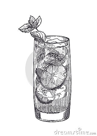 Vector illustration of mojito in glass isolated on white. Hand drawn sketch of cocktail with lime and mint leaves Vector Illustration