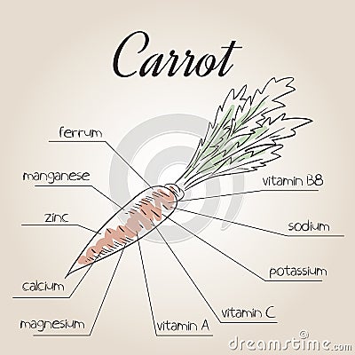 Vector illustration of nutrient list for carrot Vector Illustration