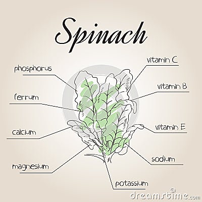 Vector illustration of nutrient list for spinach Vector Illustration