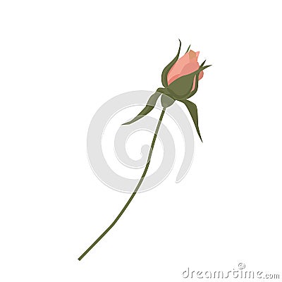 Vector illustration of one small unopened rose bud gently pink. Shabby chic flower head with petals for labels, cards and wedding Vector Illustration