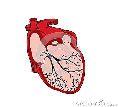 Vector illustration of open heart Vector Illustration