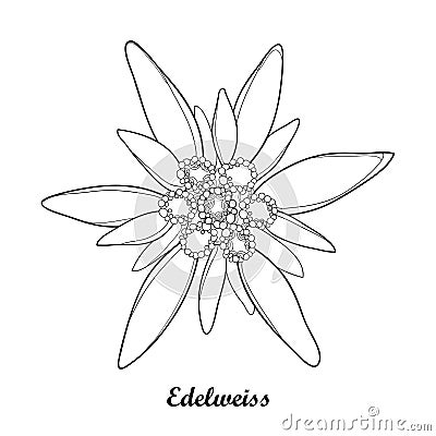 Vector illustration with outline Edelweiss or Leontopodium alpinum isolated on white background. Symbol of Alp Mountains. Vector Illustration
