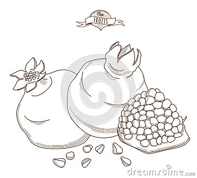 Vector illustration Outline hand drawn pomegranate (flat style, Vector Illustration