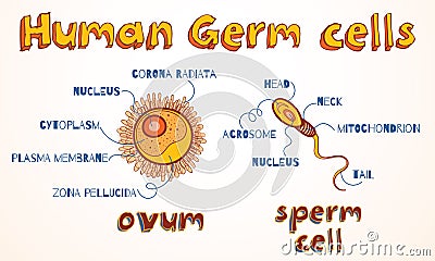 Vector illustration of ovum and sperm cell Vector Illustration