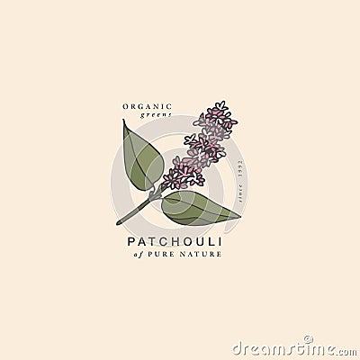 Vector illustration patchouli branch - vintage engraved style. Logo composition in retro botanical style. Vector Illustration