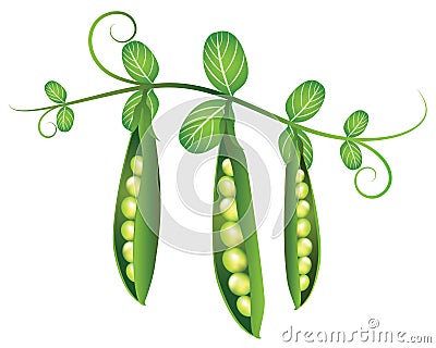 Pea pods illustration Vector Illustration