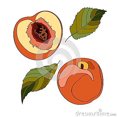 Vector illustration. Peach, sliced peach, half peach, peach leaves. Cartoon Illustration