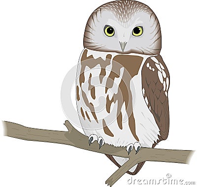 Saw Whet Owl Perched Illustration Vector Illustration