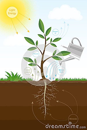 Vector illustration of the photosynthesis process in plant. Biology scheme of photosynthesis for education. Vector Illustration