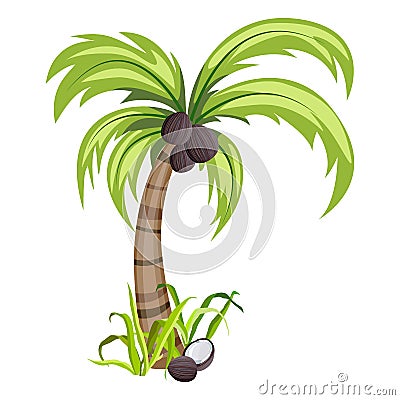 1276 palm, vector illustration, Picture of a palm tree with coconut, isolated on a white background Vector Illustration