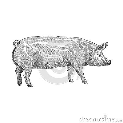 Vector illustration of pig in hand drawn graphic style, black and white engraving drawing illustration Vector Illustration