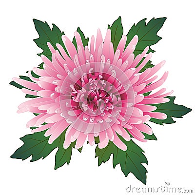 Vector chrysanthemum flower. Vector Illustration