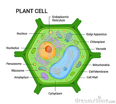 Vector Illustration of the Plant cell anatomy structure. Vector infographic Vector Illustration