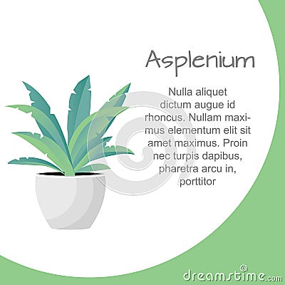 Plant in pot. Asplenium flower. Flat style Vector Illustration