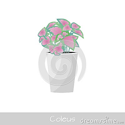 Plant in pot. Coleus flower. Flat style Vector Illustration