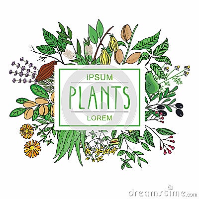 Vector illustration of plants Vector Illustration