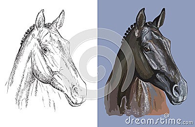 Vector illustration portrait of beautiful thoroughbred horse Vector Illustration