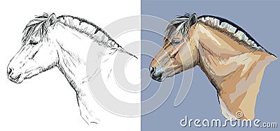 Vector illustration portrait of Norwegian fjord pony Vector Illustration