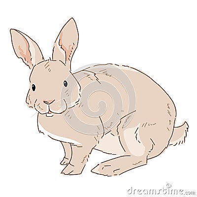 Vector illustration of rabbit on white background. Drawn bunny in color. Animal clipart drawn by hand Vector Illustration