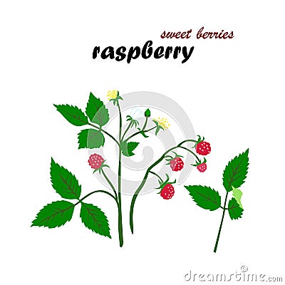 Vector illustration of raspberries details Cartoon Illustration