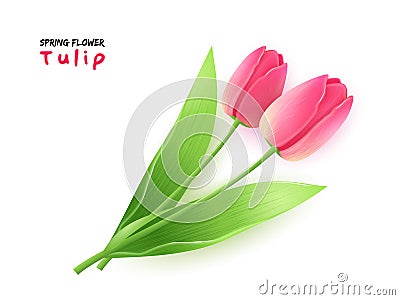 Vector illustration of realistic spring blooming tulip flower with leaves Vector Illustration