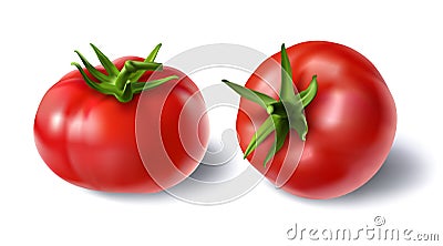 Vector illustration of a realistic style set of red fresh tomatoes with green stems Vector Illustration