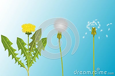 Vector illustration of 3 realistic variety of dandelions - young with fresh yellow flower and green leaves, white fluffy dandelion Vector Illustration