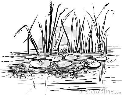 Vector illustration with reed and water lilies in the pond. Vector Illustration