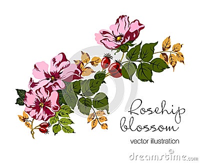 Vector illustration of rosehip berries and blossom. Cartoon Illustration