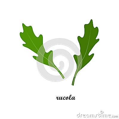 Vector illustration of rucola leaves with title text isolated on white background. Vector Illustration