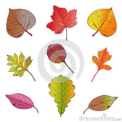 Vector illustration, set of bright autumn leaves on white background. Vector Illustration