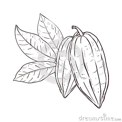 Vector illustration set of cocoa leaves and closed beans. Black outline of branch, graphic drawing. For postcards Vector Illustration