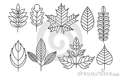 Vector illustration set of doodle leaves in line style, isolated floral elements on white background. Vector Illustration