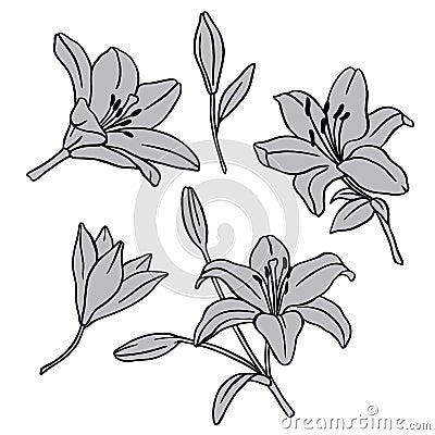4080 lilies, Vector illustration, set of images of lily flowers, drawing in monochrome color, template, stencil, isolate on a whit Vector Illustration