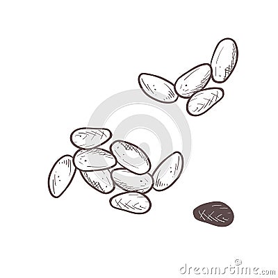 Vector illustration set of raw cocoa seeds. Black scillfull outline of cacao fruit, graphic drawing. For postcards Vector Illustration