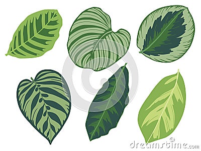 Vector illustration set of six different tropical exotic jungle Marantaceae Calathea prayer plant leaves Cartoon Illustration