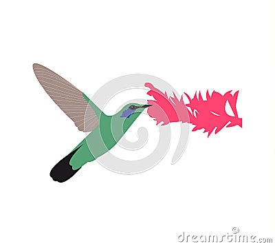 Colibri flying icon on white background Vector Illustration