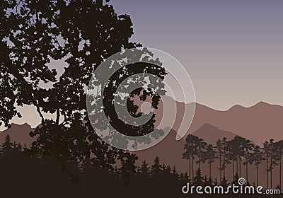 Vector illustration with a silhouette of a coniferous forest wit Vector Illustration