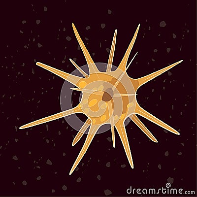 Vector illustration of single-celled eukaryote Acantharia, Protozoa Vector Illustration