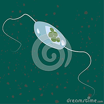 Vector illustration of single-celled eukaryote Acritarcha, ProtozoaVector illustration of single-celled eukaryote Euglenozoa, Prot Vector Illustration