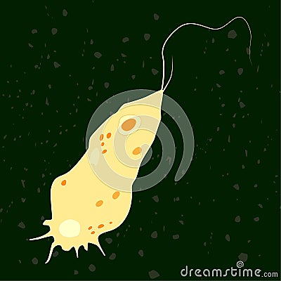 Vector illustration of single-celled eukaryote Mycetozoa, Protozoa Vector Illustration