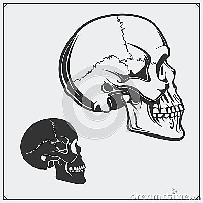 Vector illustration of skulls. Vector Illustration