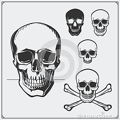 Vector illustration of Skulls and Jolly Roger. Vector Illustration