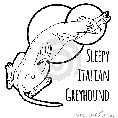 Vector illustration of a sleeping Italian greyhound Vector Illustration