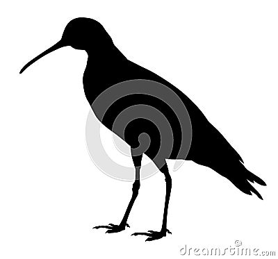 Slender billed curlew Vector Illustration