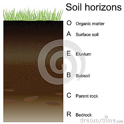 Vector illustration of soil horizons (layers) Vector Illustration