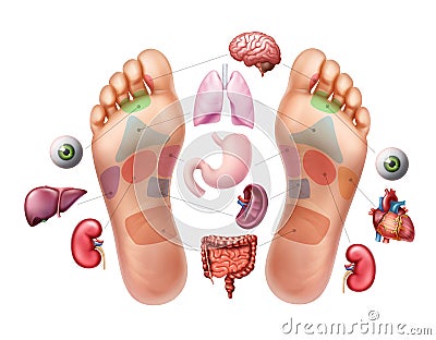 Vector illustration of soles of feet with marked by reflexology zones for acupuncture and organs on background Vector Illustration